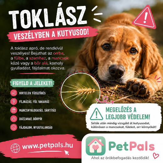 Tokl�sz vesz�ly