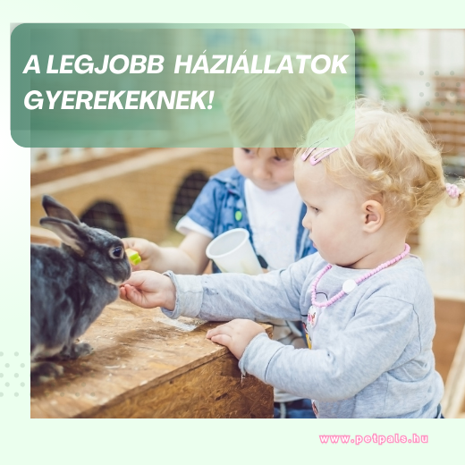 Legjobb hzillatok gyerekeknek