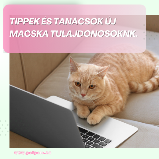 Macskatarts kezdknek