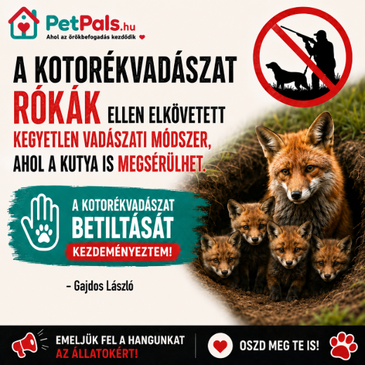 Kotor�kvad�szat 