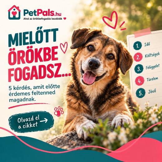 Kutyus �r�kbefogad�s