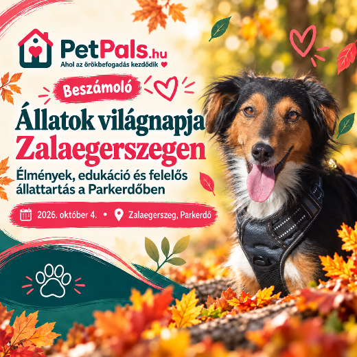�llatok vil�gnapja Zalaegerszegen